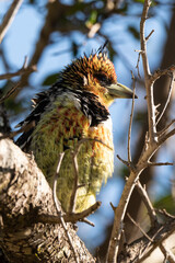 Barbican promépic,.Trachyphonus vaillantii , Crested Barbet