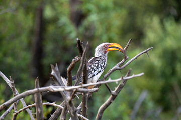 yellow billed hornbill