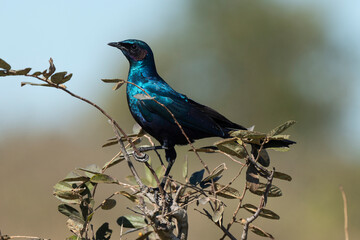 Choucador à épaulettes, rouges,.Lamprotornis nitens; Cape Starling