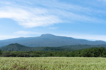 Fototapeta premium A beautiful buckwheat flower field with sprouts