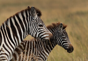 Fototapeta na wymiar Portrait of a Zebra with foal at Savannah grassland, Masai Mara
