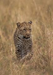 Fototapeta na wymiar Portrait of a leopard captured while walking in the grasses, Masai Mara.