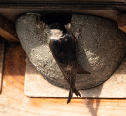 Hirondelle de fenêtre, nid,.Delichon urbicum, Common House Martin © JAG IMAGES