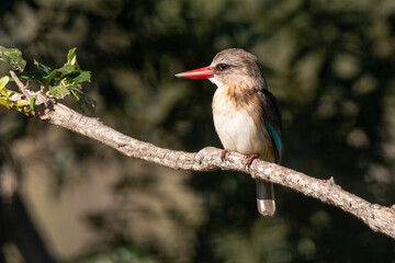 Martin chasseur du Sénégal,.Halcyon senegalensis, Woodland Kingfisher