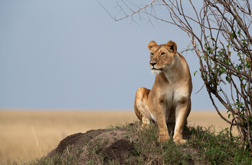 A lioness observing the surrouding from the top of a mound, Masai Mara, Kenya - obrazy, fototapety, plakaty