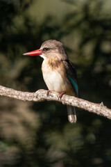Martin chasseur du Sénégal,.Halcyon senegalensis, Woodland Kingfisher