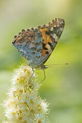 Obraz premium Rusałka osetnik (Vanessa cardui)