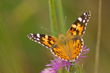 Rusałka osetnik (Vanessa cardui)