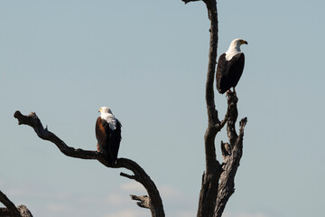 Pygargue vocifère, .Haliaeetus vocifer , African Fish Eagle, Parc national Kruger, Afrique du Sud