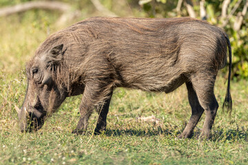 Phacochère commun, Phacochoerus africanus, Afrique du Sud