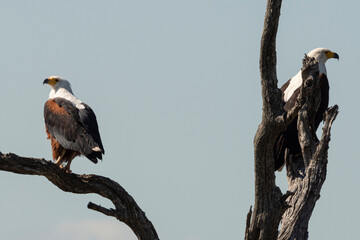 Pygargue vocifère, .Haliaeetus vocifer , African Fish Eagle, Parc national Kruger, Afrique du Sud