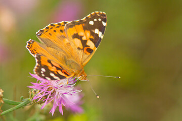 Rusałka osetnik (Vanessa cardui)