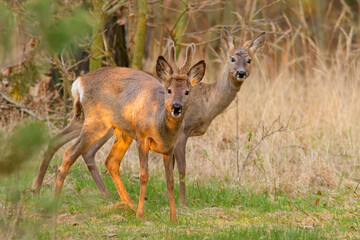 Sarna europejska (Capreolus capreolus) © Grzegorz