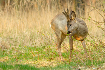 Sarna europejska (Capreolus capreolus) © Grzegorz