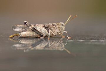 Siwoszek błękitny (Oedipoda caerulescens)