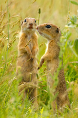 Suseł moręgowany (Spermophilus citellus)