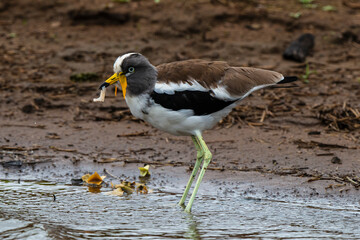 Vanneau à tête blanche,.Vanellus albiceps, White crowned Lapwing, Afrique du Sud