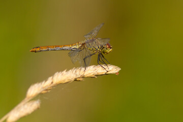 Szablak krwisty (Sympetrum sanguineum)
