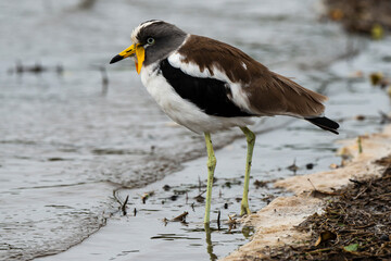 Vanneau à tête blanche,.Vanellus albiceps, White crowned Lapwing, Afrique du Sud
