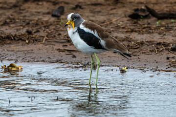Vanneau à tête blanche,.Vanellus albiceps, White crowned Lapwing, Afrique du Sud