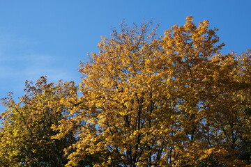 Fototapeta na wymiar Crown of yellow autumn tree against blue sky