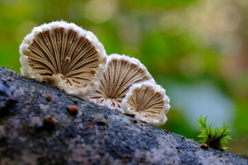 Schizophyllum commune is an interesting fungus growing on wood. It looks like a fan. It is known for its high medicinal value and aromatic taste profile.