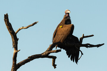 Vautour oricou,.Torgos tracheliotos,  Lappet faced Vulture