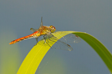 Szablak żółty (Sympetrum flaveolum)