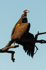 Vautour oricou,.Torgos tracheliotos,  Lappet faced Vulture