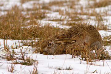 Zając szarak[ (Lepus europaeus) © Grzegorz
