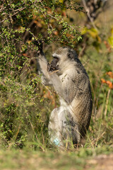 Vervet, singe, Chlorocebus pygerythrus