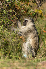 Vervet, singe, Chlorocebus pygerythrus