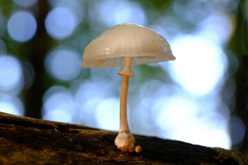 Beautiful white forest mushroom - Mucidula mucida, Oudemansiella mucida, commonly known as porcelain fungus