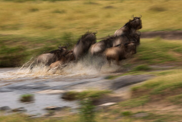 A panning shot taken of wildebeests crossing a river at Masai mara, Kenya