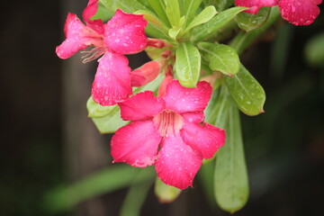pink hibiscus flower