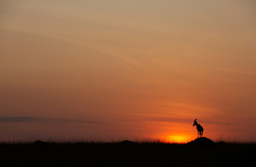 Naklejka na ściany i meble Silhouette of Topi on mound during sunrise at Masai Mara, Kenya