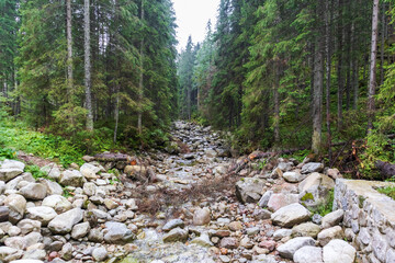 Hiking trail in the middle of the mountain forest and surrounded by thick green forest and gray rocks