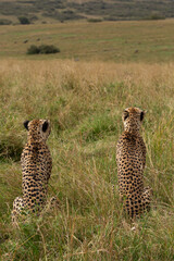 Two Cheetahs observing the surrounding to hunt, Masai Mara, Kenya