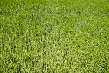 Obraz premium barley field on the plain