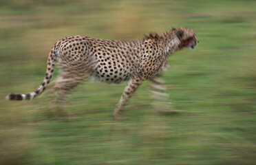 Obraz premium A slow shutter panning shot of a Cheetah on walk after having heavy meal at Masai Mara, Kenya