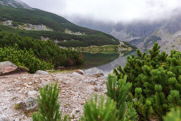 A view with mountain pines and pine cones in the Polish Tatras with a very beautiful clear lake