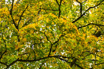 leaves autumn composition 