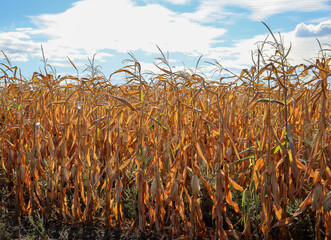 field of corn