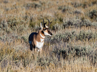 antelope in the wild