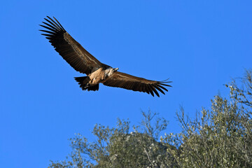 Griffon vulture // Gänsegeier (Gyps fulvus)
