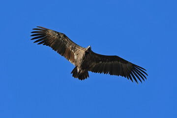 Cinereous vulture // Mönchsgeier (Aegypius monachus)