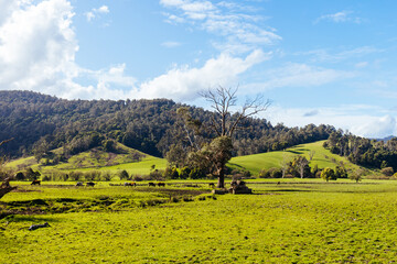 Pyengana Landscape in Tasmania Australia