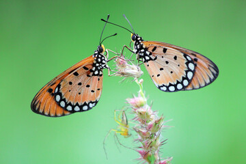 beautiful butterflies isolated on green background
