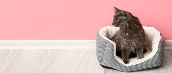 Grey fluffy cat in pet bed at home