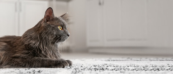 Grey fluffy cat lying on carpet at home © Pixel-Shot